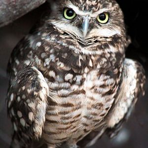 Aug. 2020 - Desert Dome - Sonoran Desert - Burrowing Owl