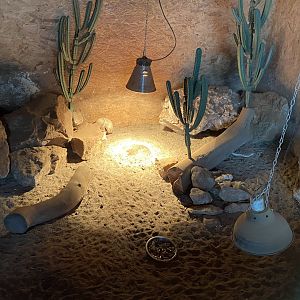 Southern three-banded armadillo enclosure 030820