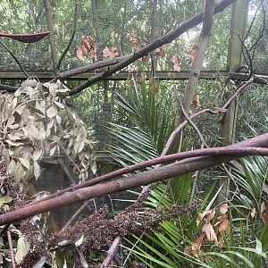 Red titi and Douroucouli enclosure 050820