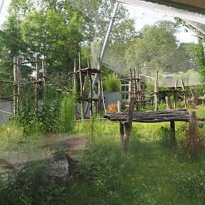 Chimpanzee outdoor exhibit, 2020-06-28