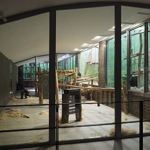 Part of the Chimpanzee indoor housing, 2020-06-28