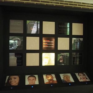 Educational display about ape facial expressions, 2020-06-28