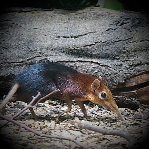 Black-and-rufous elephant shrew (Rhynchocyon petersi), 2020-06-28