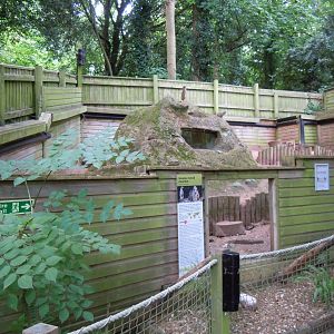 Meerkat enclosure 050820