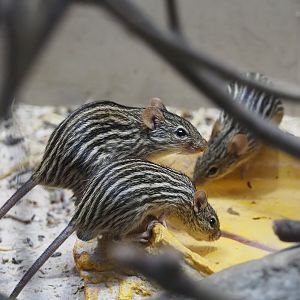 Barbary striped grass mice (Lemniscomys barbarus) drinking, 2020-06-28