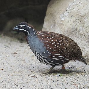 Madagascar partridge rooster (Margaroperdix madagarensis), 2020-06-28