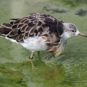 Ruff (Calidris pugnax), 2020-06-28