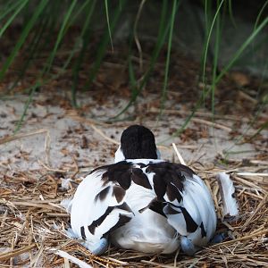 Pied avocet (Recurvirostra avosetta) sitting on nest, 2020-06-28