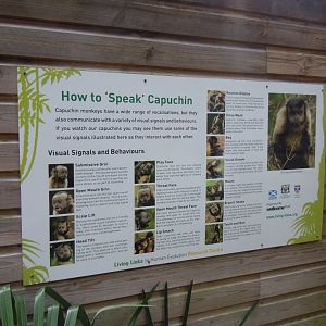 How to speak capuchin 050820