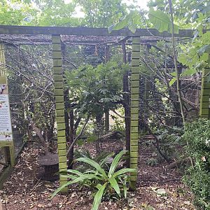 Pied tamarin enclosure 050820