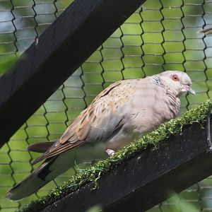 European Turtle dove (Streptopelia turtur turtur), 2020-06-28