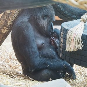 Western lowland gorillas (Gorilla gorilla gorilla) Mambele and Vizazi, 2020-06-28