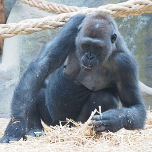 Western lowland gorilla (Gorilla gorilla gorilla) Mayani, 2020-06-28