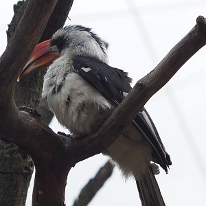 Von der Decken's hornbill (Tockus deckeni), 2020-06-28