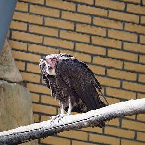 Hooded vulture (Necrosyrtes monachus), 2020-06-28