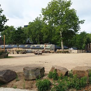 Impure giraffe and Hartmann's mountain zebra paddock, 2020-06-28