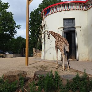 Egyptian Temple and Impure giraffe and Hartmann's mountain zebra paddock, 2020-06-28