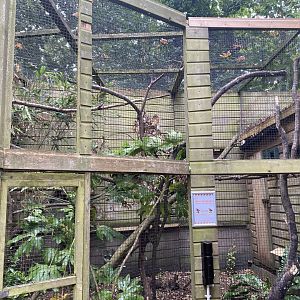 Owston's palm civet enclosure 050820