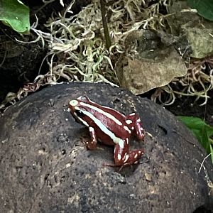 Anthonys poison arrow frog 050820