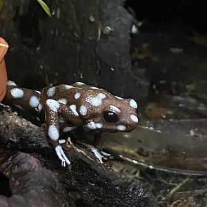 Maranon poison frog 050820