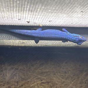 Williams dwarf blue gecko 050820