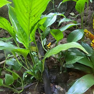 Golden poison frog vivarium 050820
