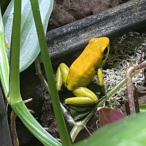 Golden poison frog 050820
