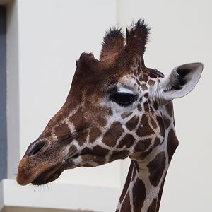 Impure reticulated giraffe (Giraffa reticulata), 2020-06-28