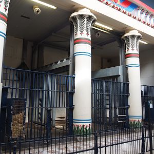 Egyptian Temple - Indoor housing Adolescent Asian elephant bulls, 2020-06-28