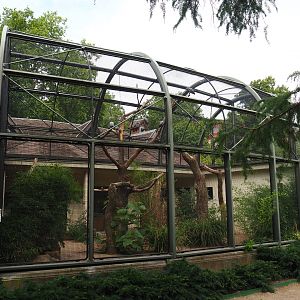 Congo African grey parrot aviary, 2020-06-28