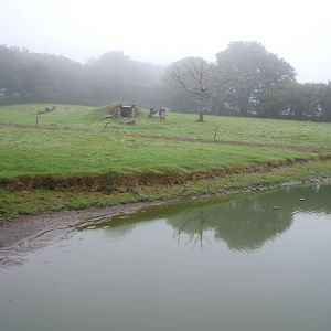 Capybara. South American tapir and Greater rhea enclosure 050820