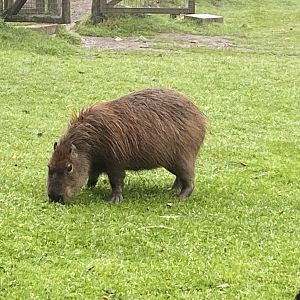 Capybara 050820
