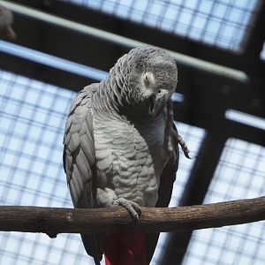 Congo African grey parrot (Psittacus erithacus erithacus), 2020-06-28