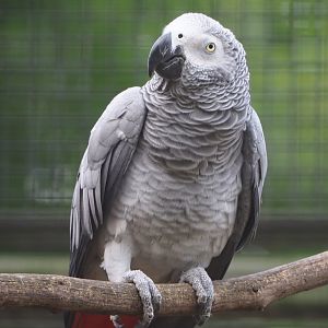 Congo African grey parrot (Psittacus erithacus erithacus), 2020-06-28