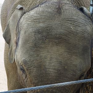 Asian elephant (Elephas maximus), 2020-06-28