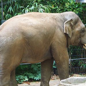 Asian elephant (Elephas maximus), 2020-06-28