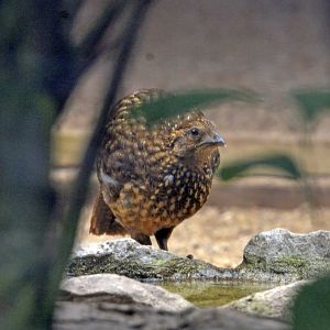 Looking for ID please