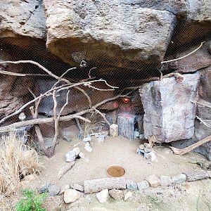Aug. 2020 - Desert Dome - Sonoran Desert - Burrowing Owl Exhibit