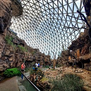 Aug. 2020 - Desert Dome - Sonoran Desert - Peccary + Ocelot Exhibits