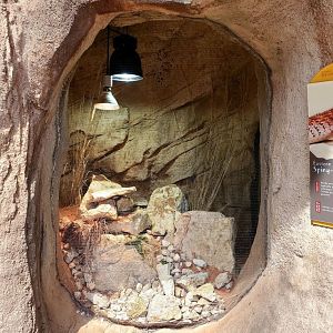 Aug. 2020 - Desert Dome - Australia's Red Center - Eastern Pilbara Spiny-tailed Skink Exhibit