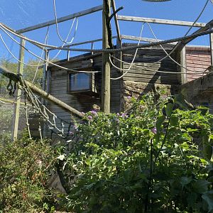 Squirrel monkey enclosure 070820