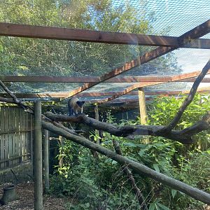 Yellow-throated marten enclosure 070820