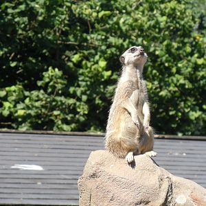 Meerkat 070820