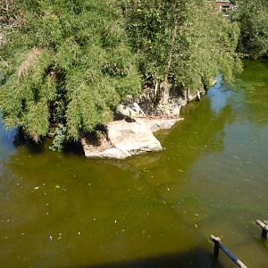 Pelican and waterfowl exhibit 070820