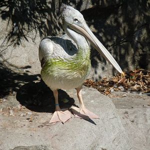 Pink-backed pelican 070820
