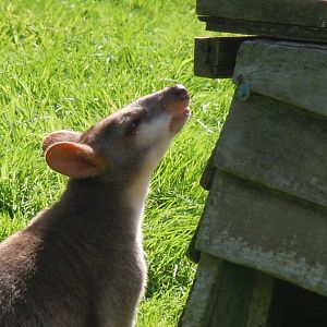 Dusky pademelon 070820
