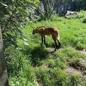 Maned wolf 070820