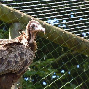 Hooded vulture 070820