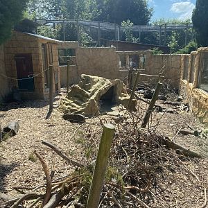 Crested porcupine enclosure 070820