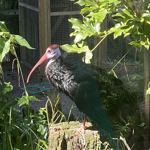Southern bald ibis 070820